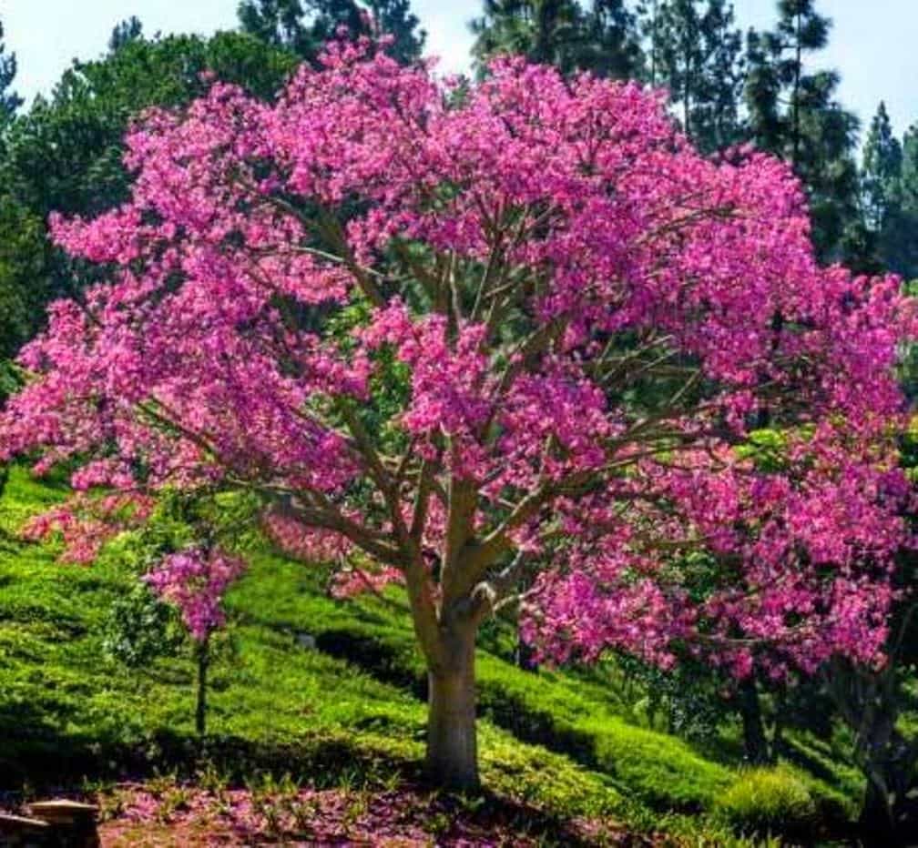 Ceiba speciosa