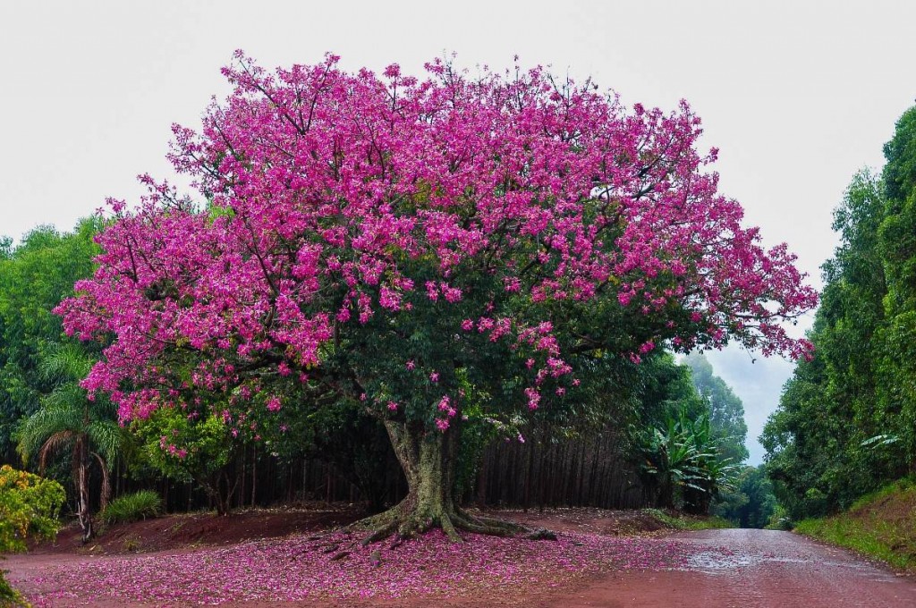 Ceiba speciosa