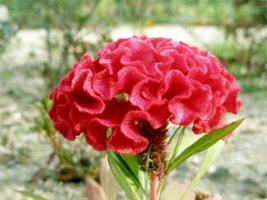 Celosia