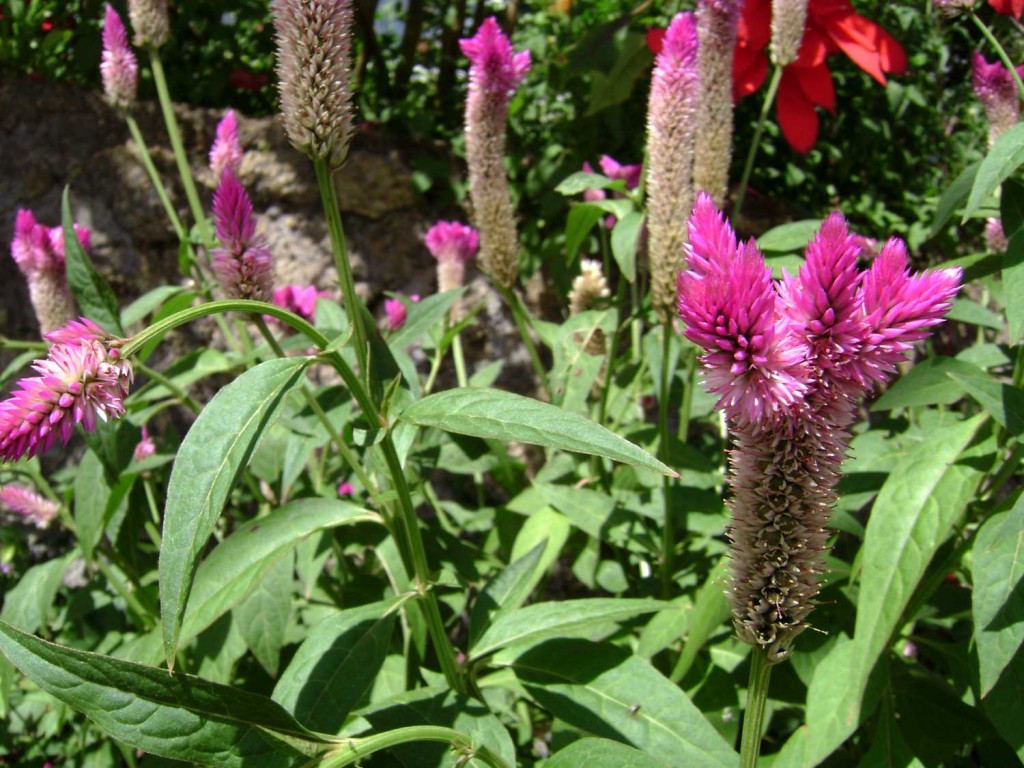 Celosia_argentea