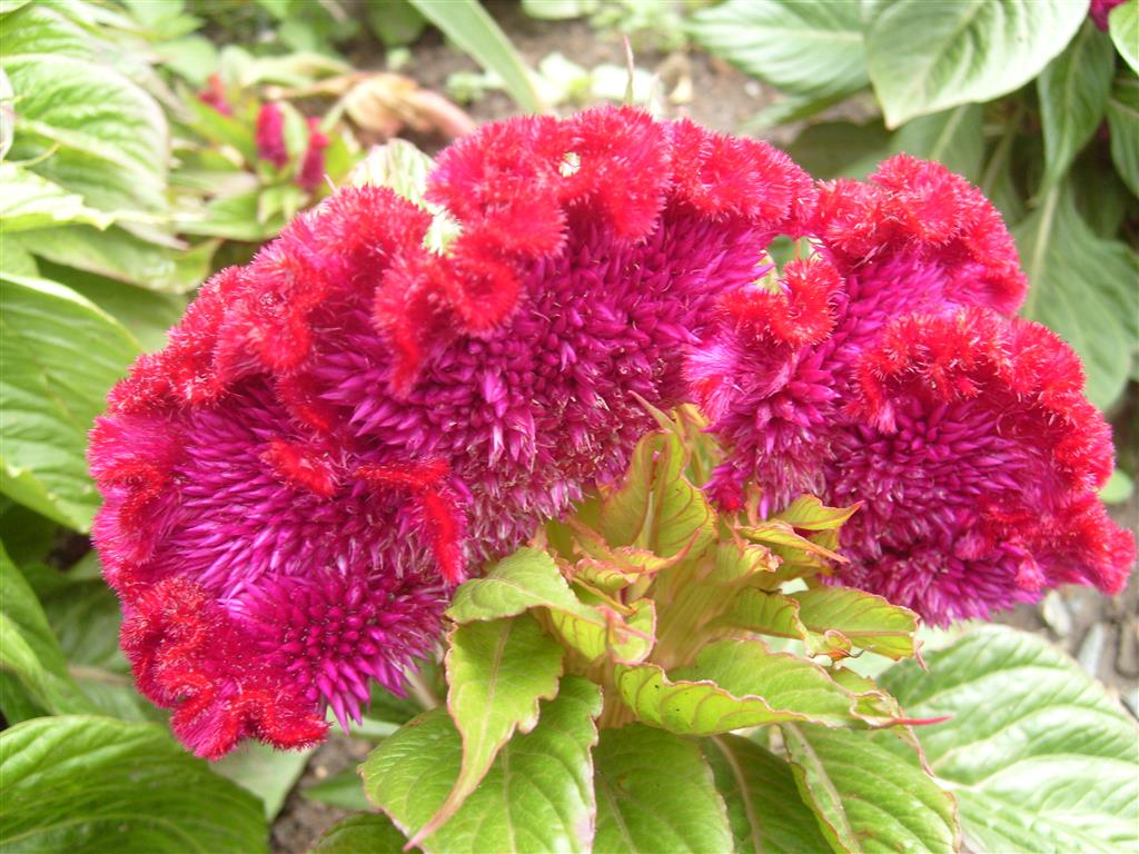 Celosia_argentea_cristata_1