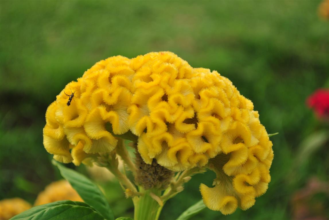 Celosia_cristataII