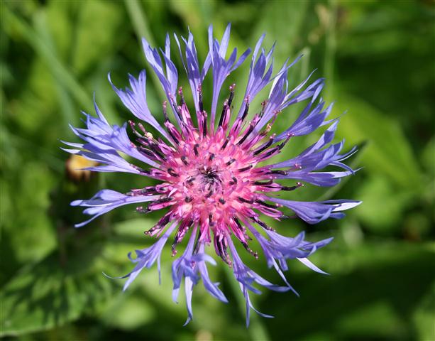 Centaurea montana