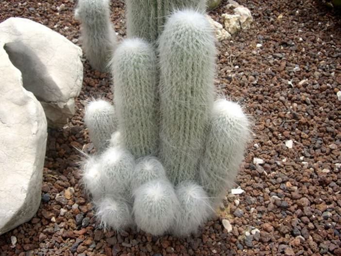 Cephalocereus senilis