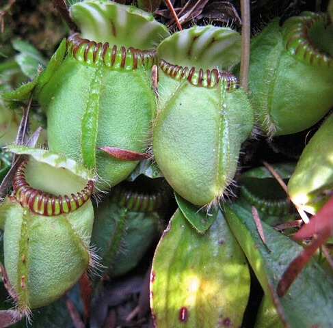 Cephalotaceae Neger