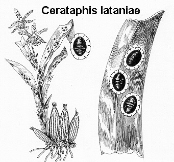 Cerataphis lataniae