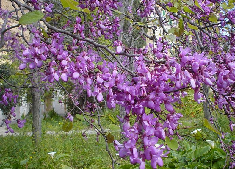 Cercis_siliquastrum