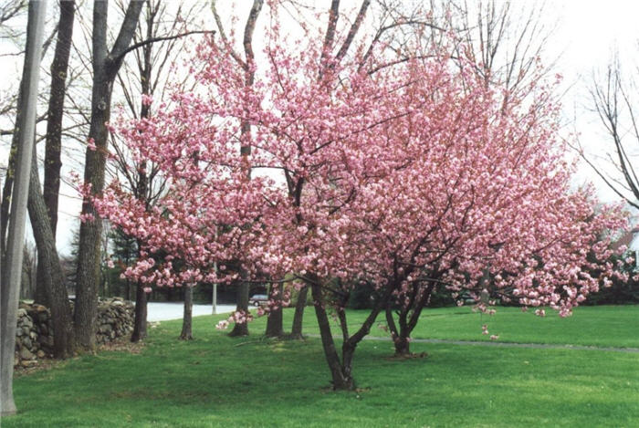 Cerejeira-ornamental (Prunus serrulata)