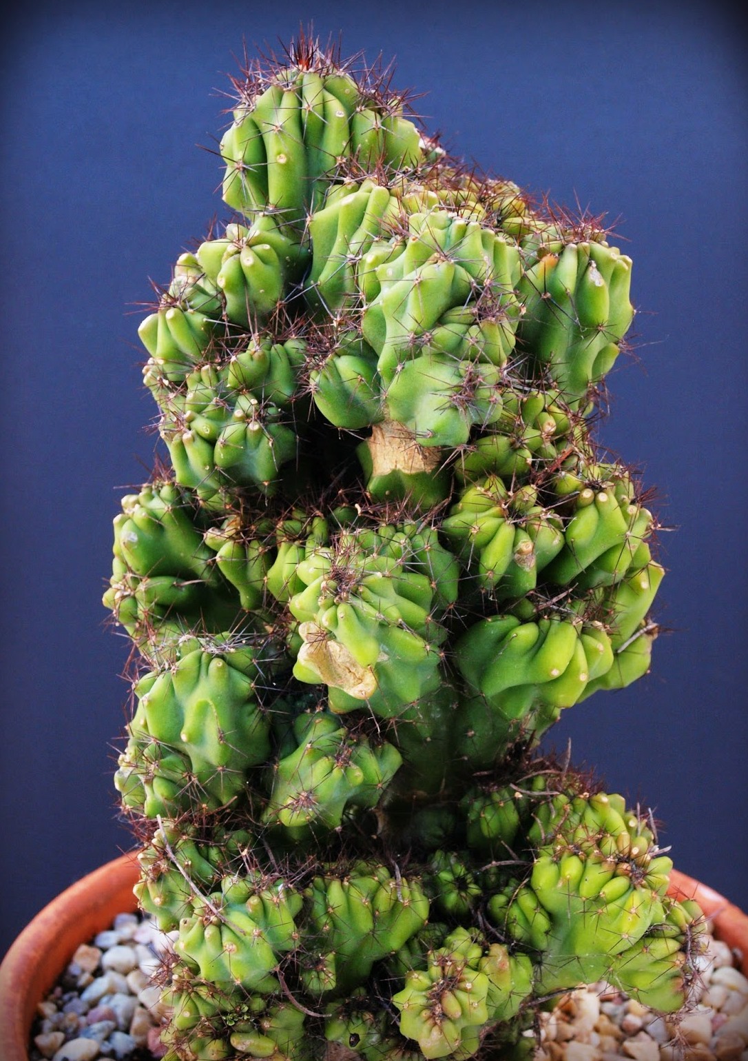 Cereus Peruvianus Monstrosus