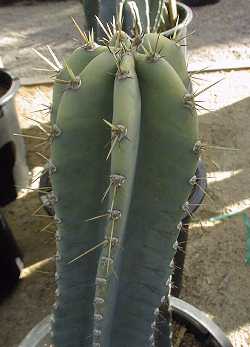 Cereus hildmannianus