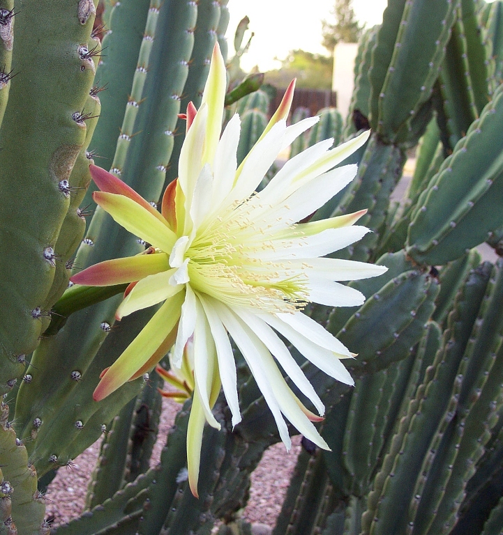 Cereus hilmannianus sp uruguayanus