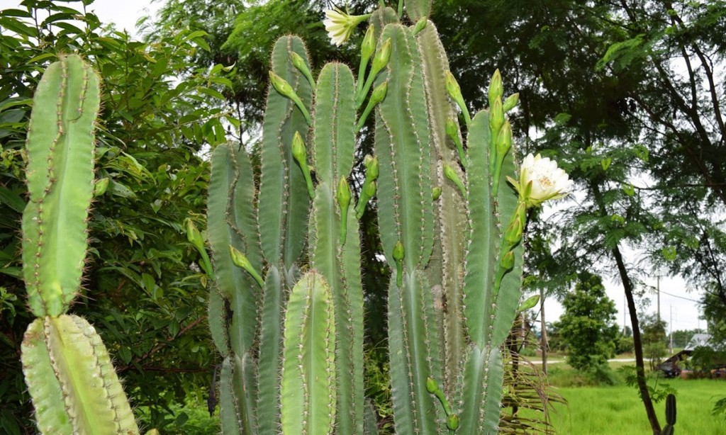 Cereus jamacaru