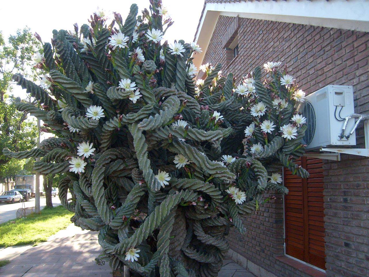 Cereus peruvianus var. tortuosus