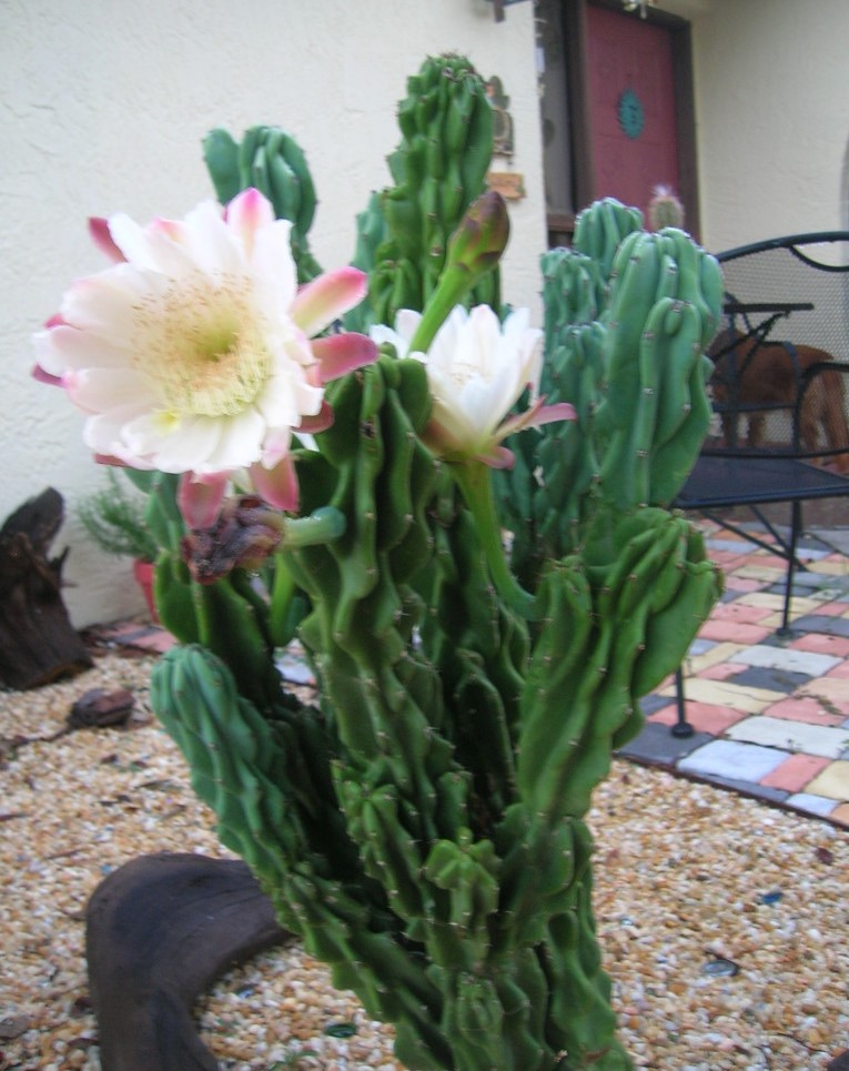 Cereus repandus