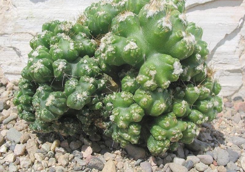 Cereus repandus_YY