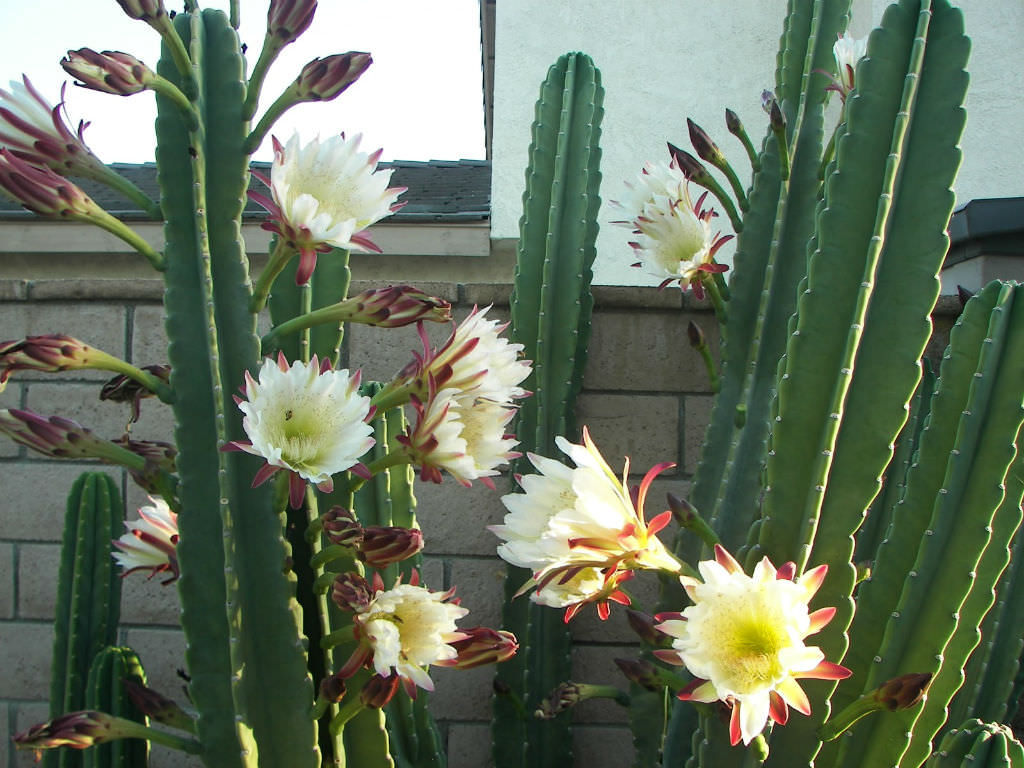 Cereus