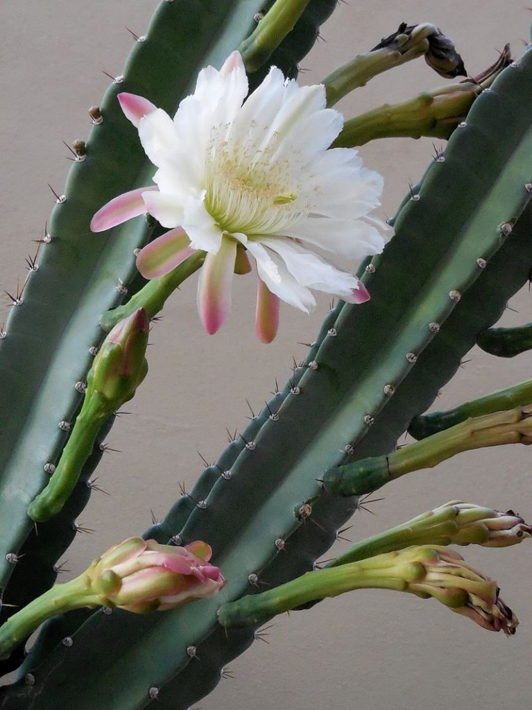 Cereus_hildmannianus