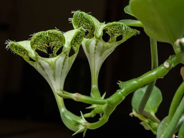 Ceropegia sandersonii