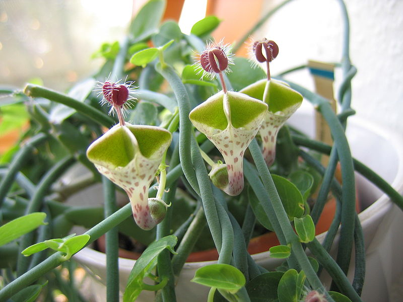 Ceropegia_haygarthii-3