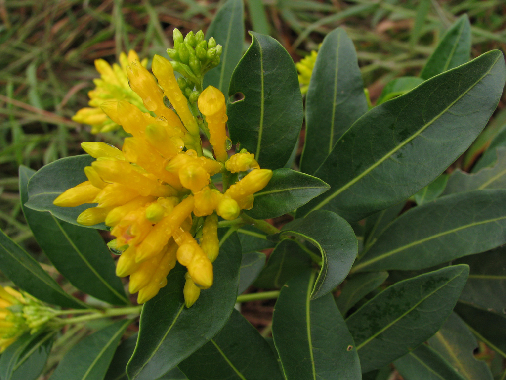 Cestrum corymbosum