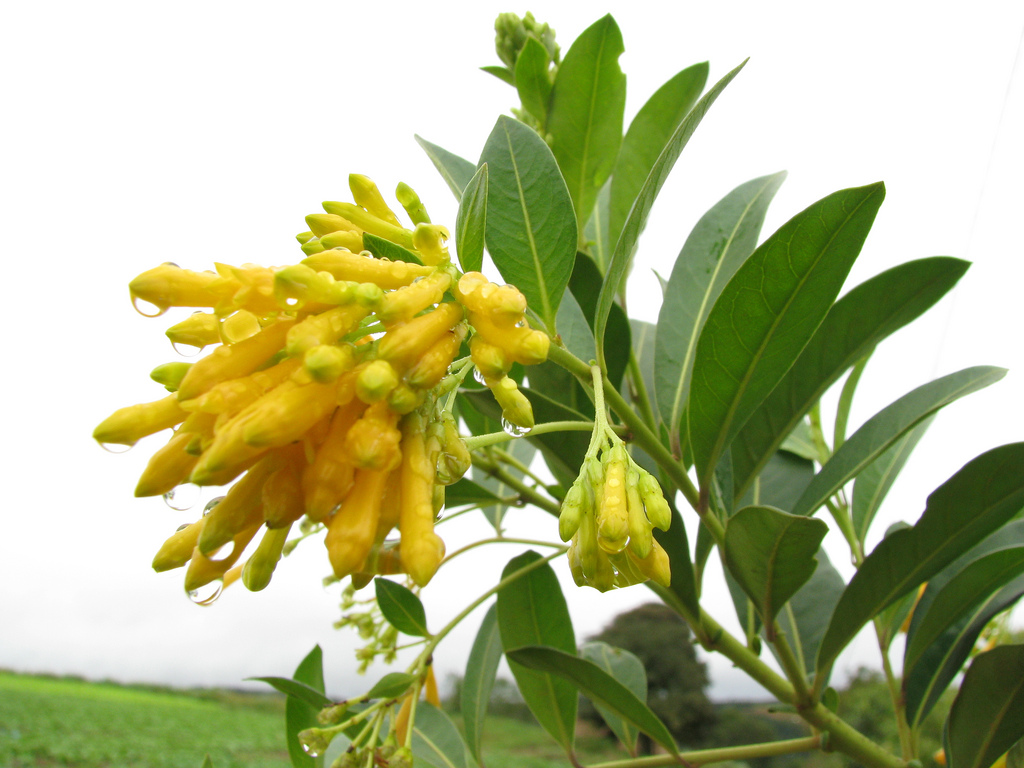 Cestrum corymbosum_1