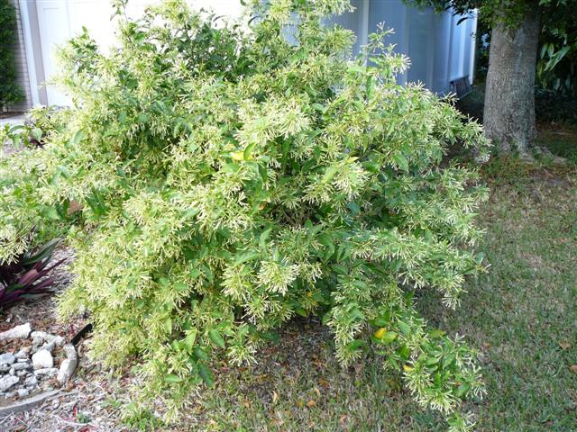 Cestrum nocturnum (Small)