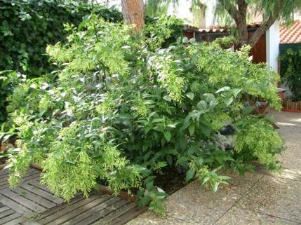 Cestrum nocturnum