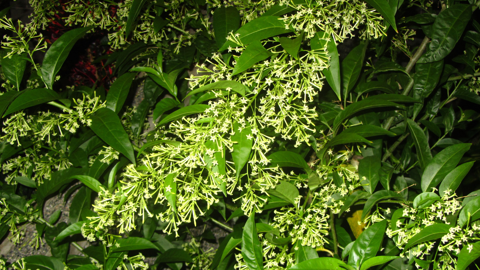 1 Muda De Dama Da Noite, Coerana - Cestrum Nocturnum - 50cm