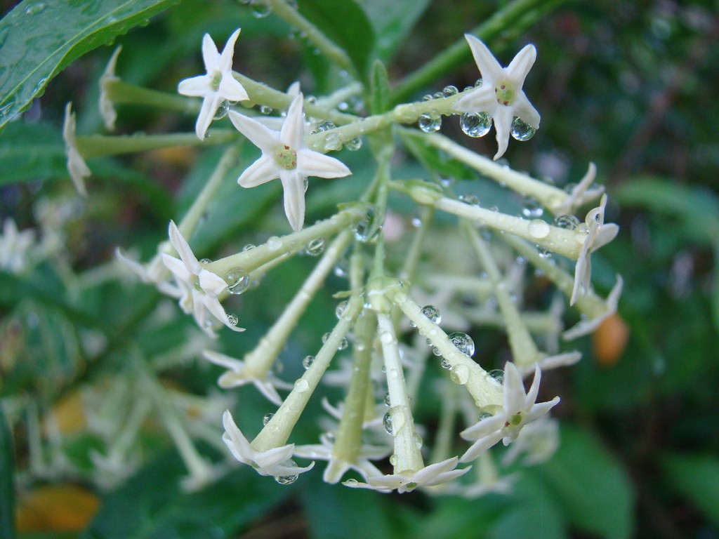 Cestrum nocturnum2