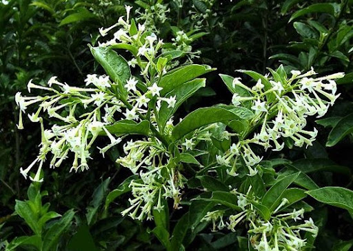 Cestrum nocturnum