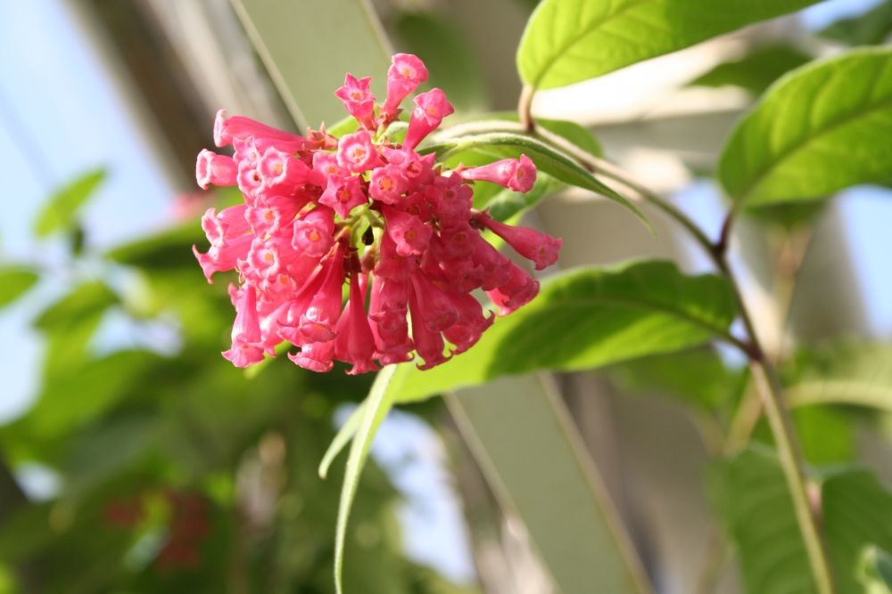 Cestrum purpureum