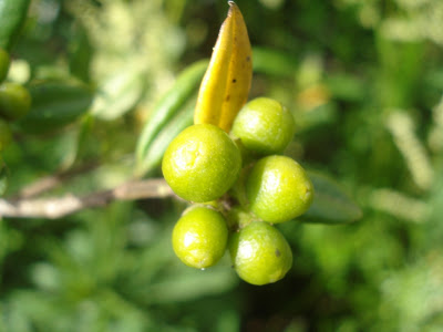 Cestrum_frutos