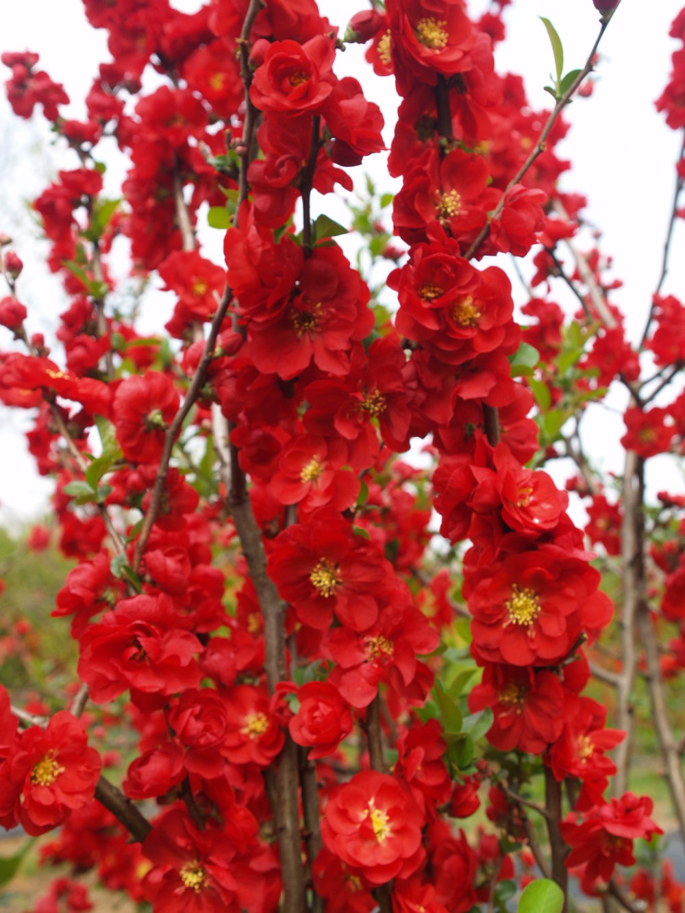 Chaenomeles speciosa Dobrada