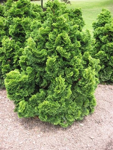 Chamaecyparis Obtusa  (1)