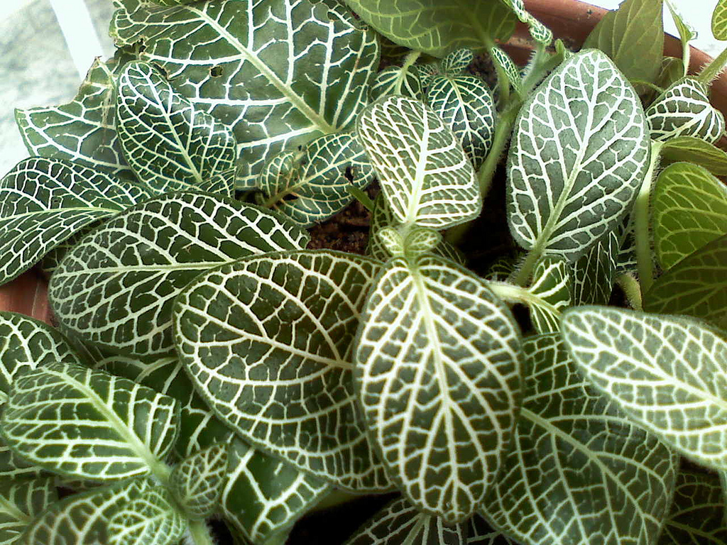 Chamaeranthemum Venosum