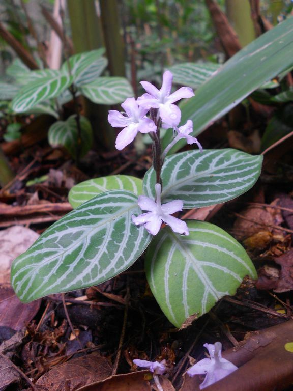 Chamaeranthemum venosum