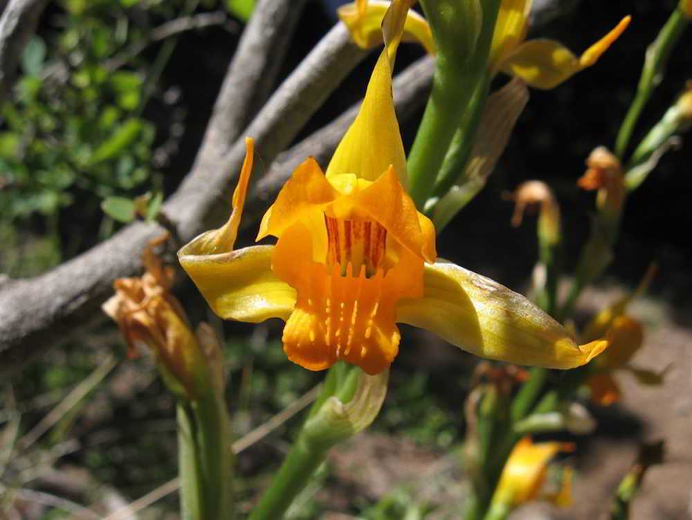 Chloraea alpina