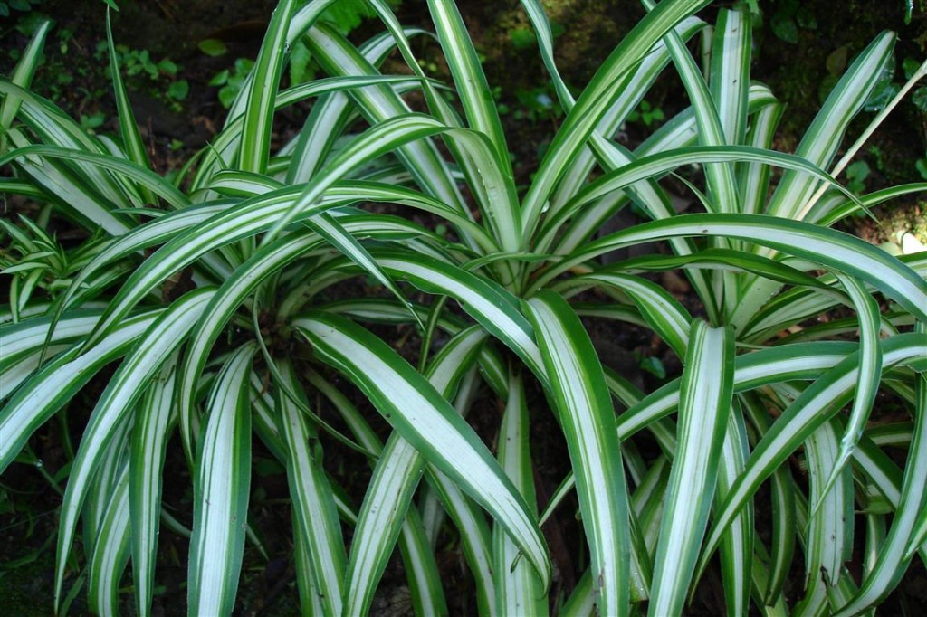 Chlorophytum comosum 