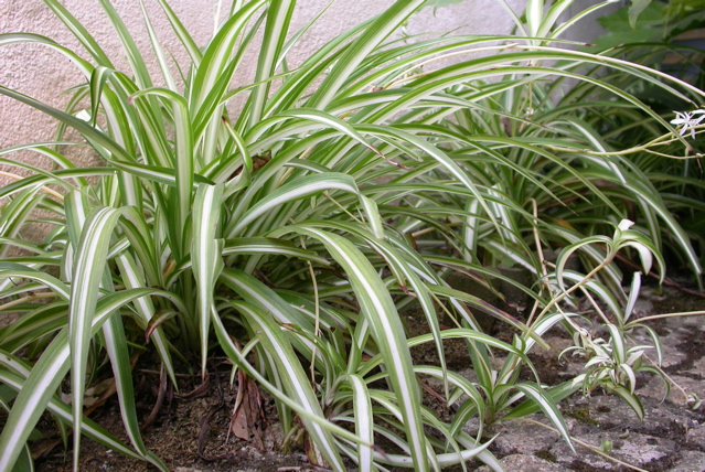 Chlorophytum comosum