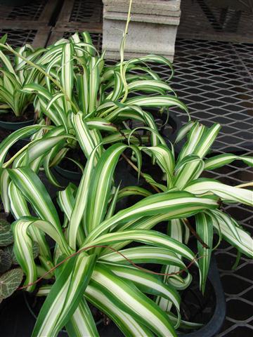 Chlorophytum comosum