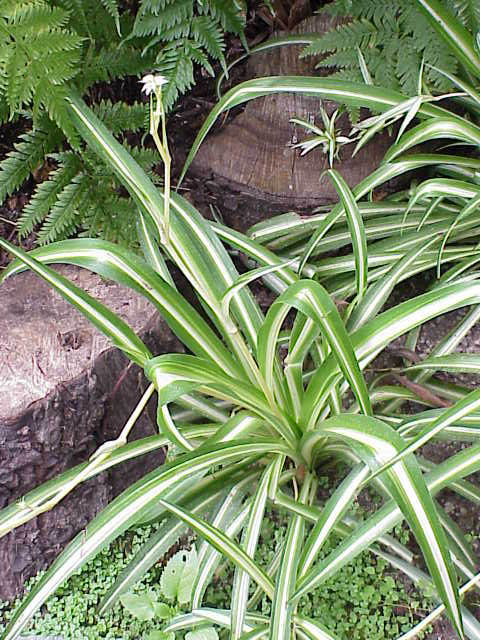 Chlorophytum_comosum0