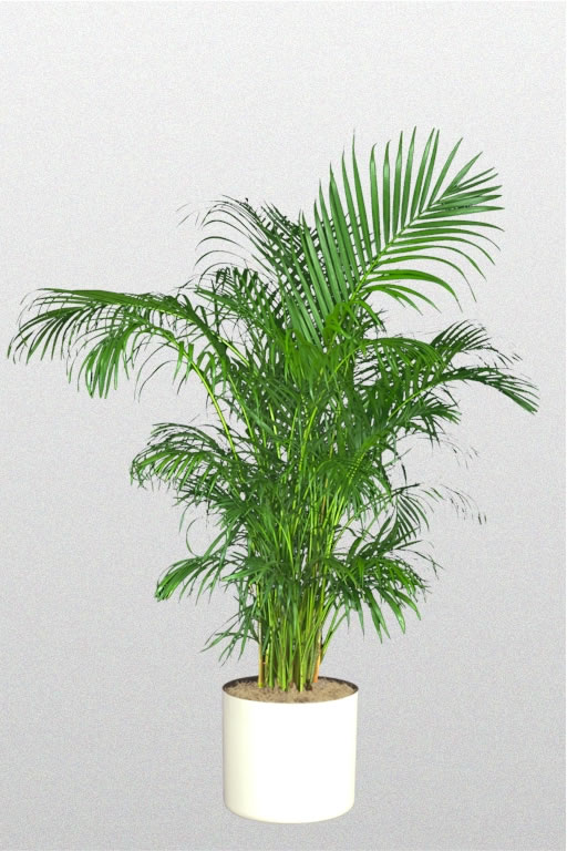 Chrysalidocarpus lutescens