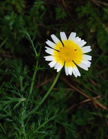 Chrysanthemum