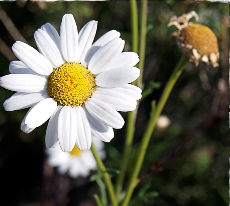 Chrysanthemum anethifolium