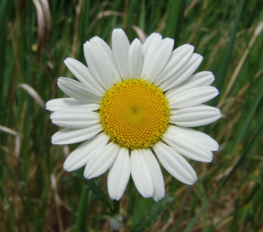 Chrysanthemum leucanthemum