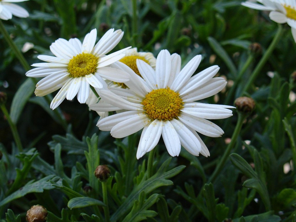 Chrysanthemum maximum