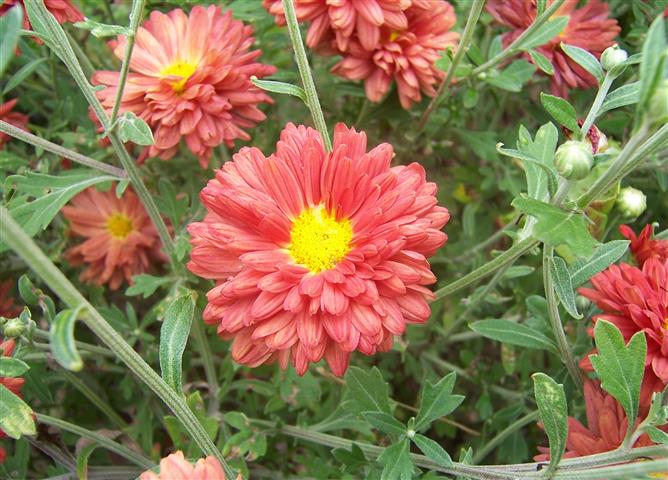 Chrysanthemum x Morifolium22