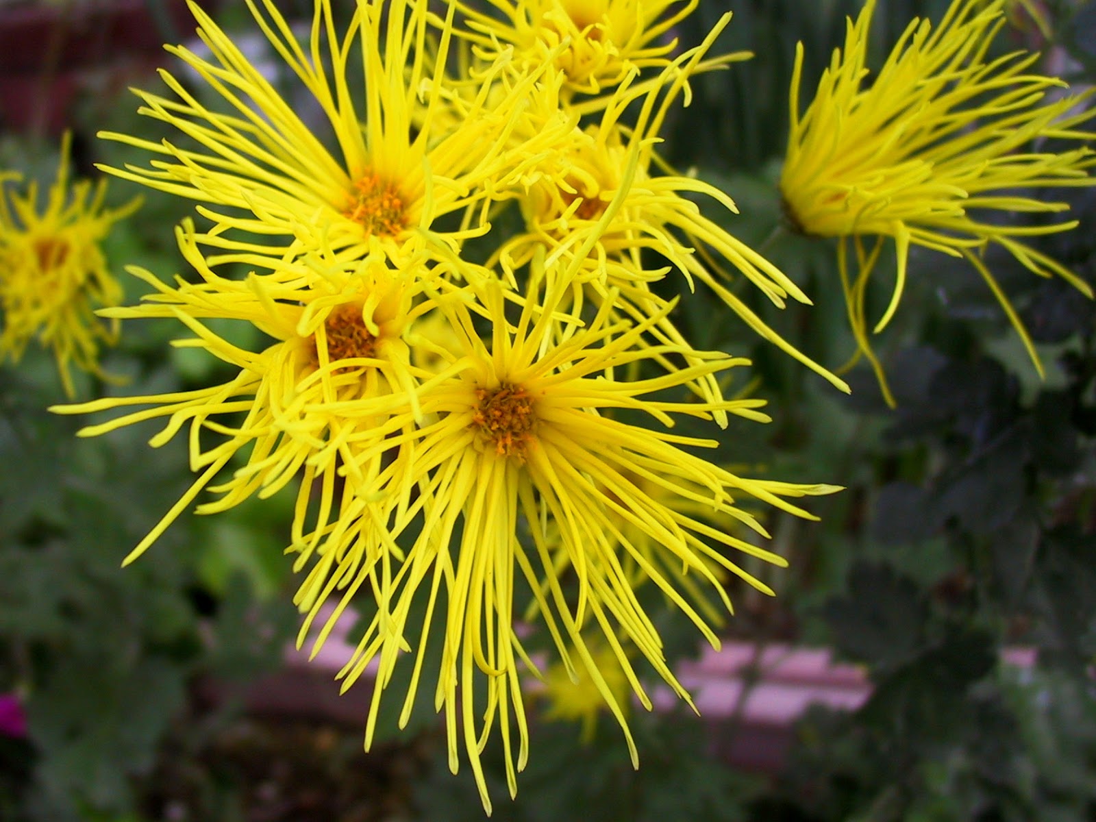 Chrysanthemum x morifolium