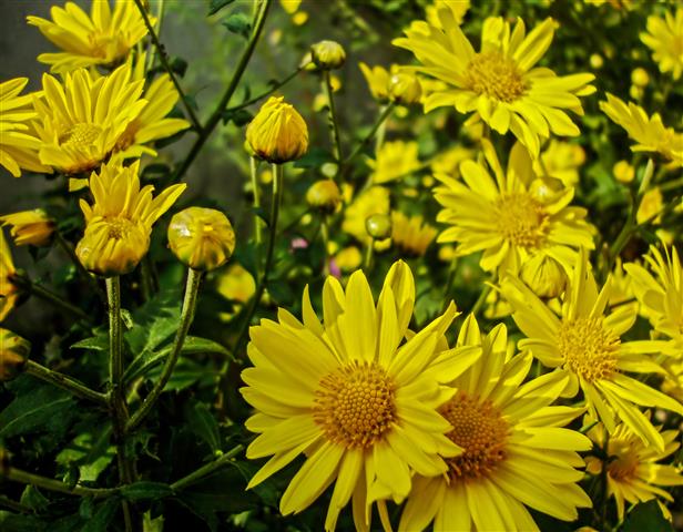 Chrysanthemum_indicum 