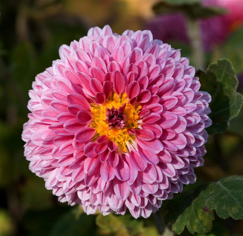 Chrysanthemum_morifolium 